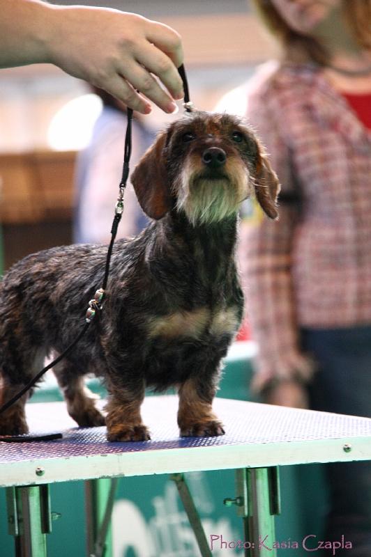 Crufts2011_2 1017.jpg